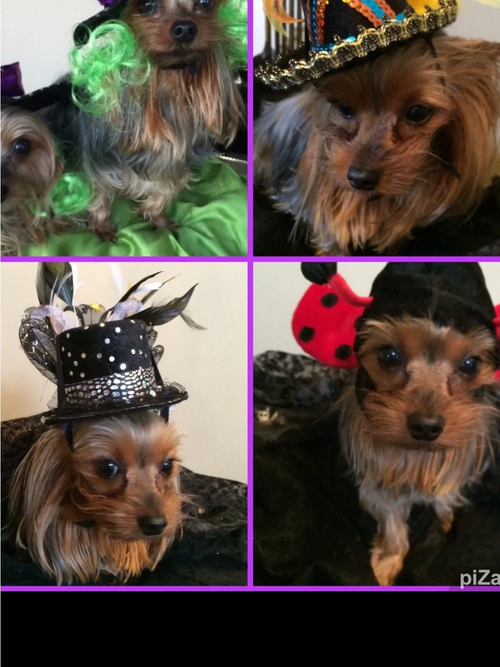 🐾Small Breeds- Dog Sweater, Romper, Christmas, Glasses & 7 Hats